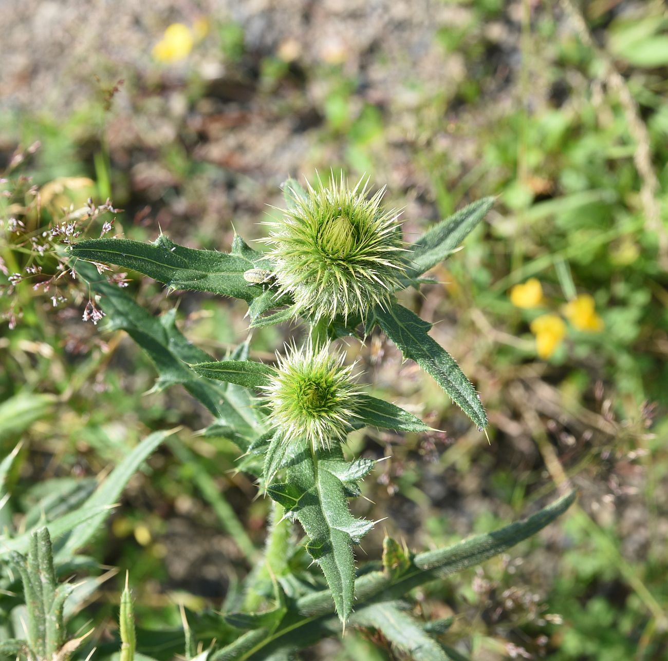 Изображение особи род Cirsium.