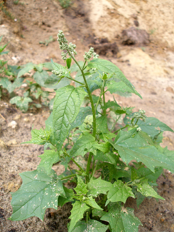 Image of Chenopodiastrum hybridum specimen.