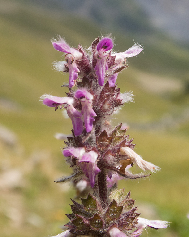 Image of Stachys spectabilis specimen.