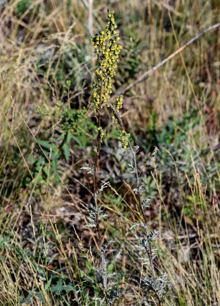 Image of Artemisia armeniaca specimen.