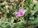 Erodium cicutarium. Побег с цветком (осенняя генерация). Казахстан, г. Тараз, левый берег долины р. Ушбулак (Карасу), газон. 5 декабря 2023 г.