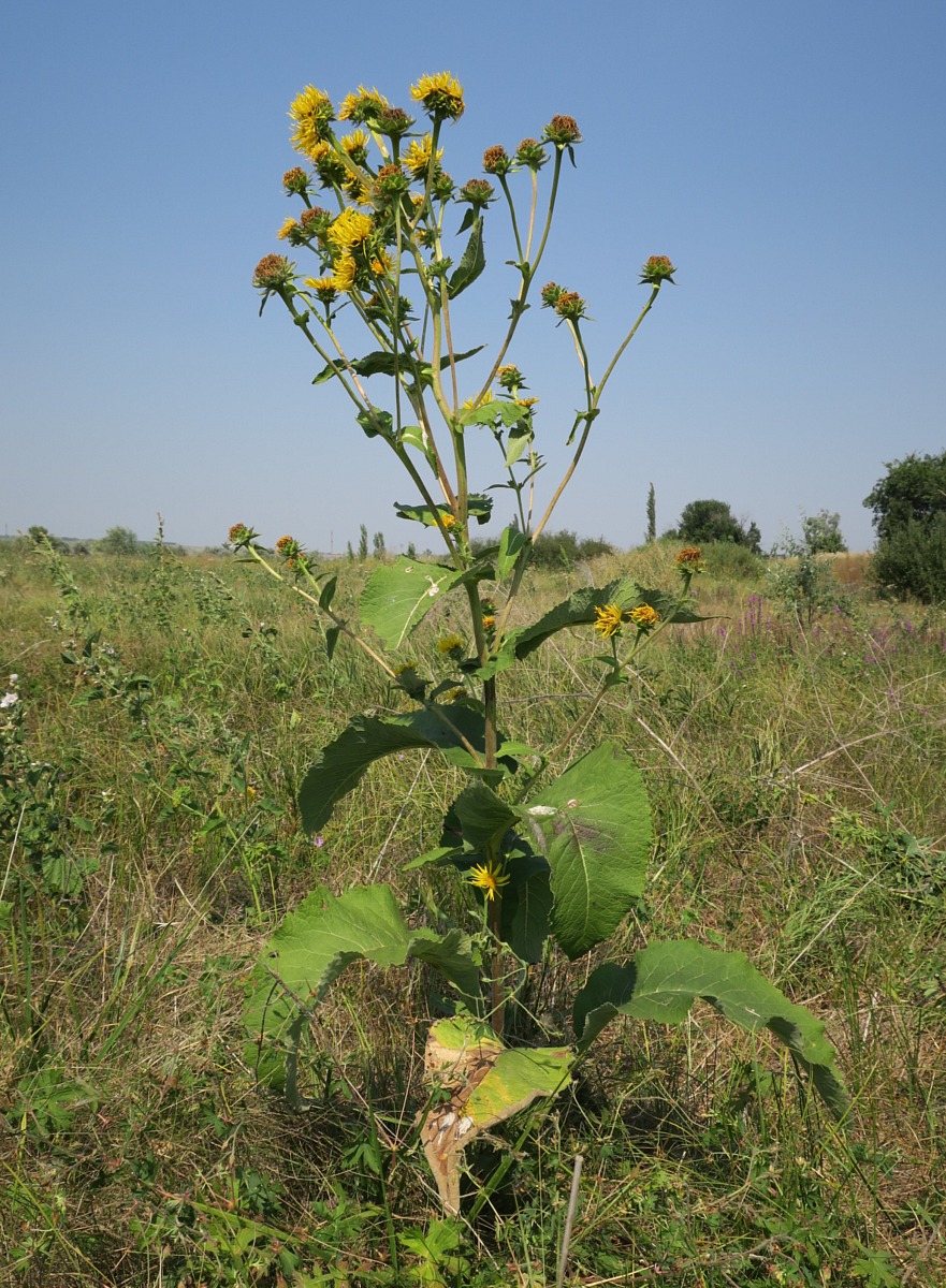 Image of Inula helenium specimen.