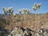 Sedum alberti. Побеги с соцветиями. Казахстан, Западный Тянь-Шань, Киргизский хр., ущ. Кара-Арча, ≈ 1080 м н.у.м., склон южной экспозиции, верхушка скалы. 10 июня 2023 г.