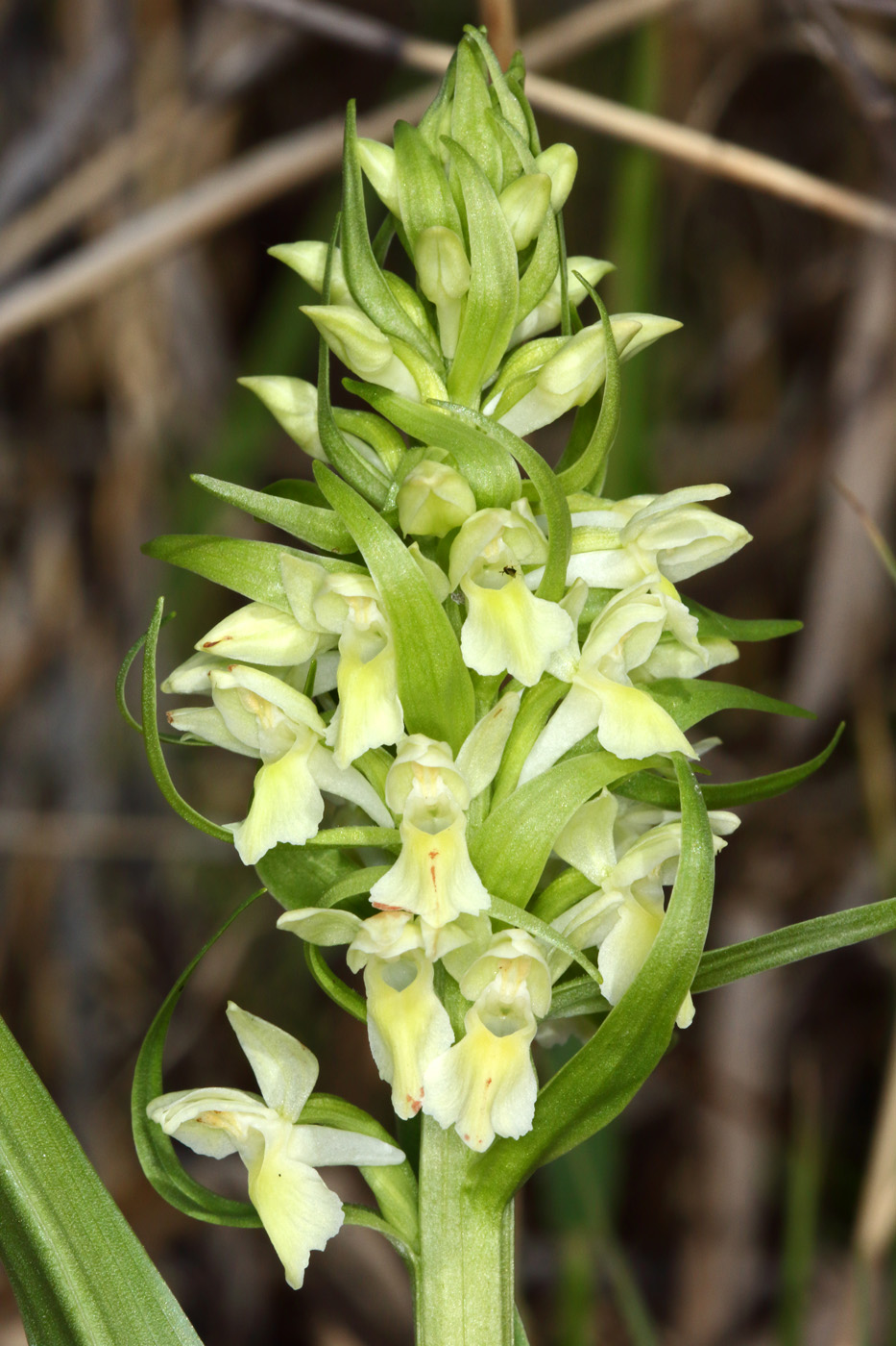 Изображение особи Dactylorhiza ochroleuca.