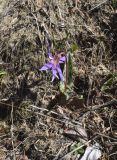 Erythronium dens-canis