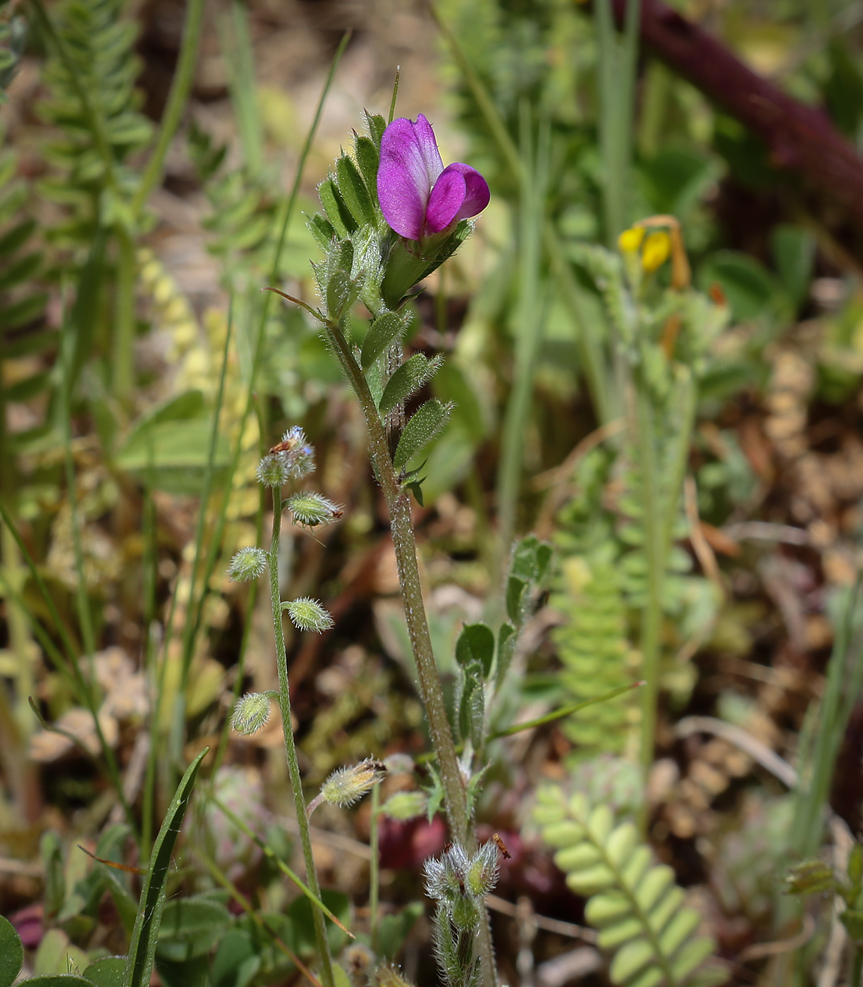 Изображение особи Vicia lathyroides.