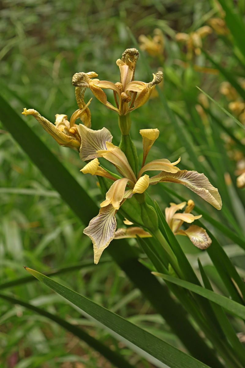 Изображение особи Iris foetidissima.