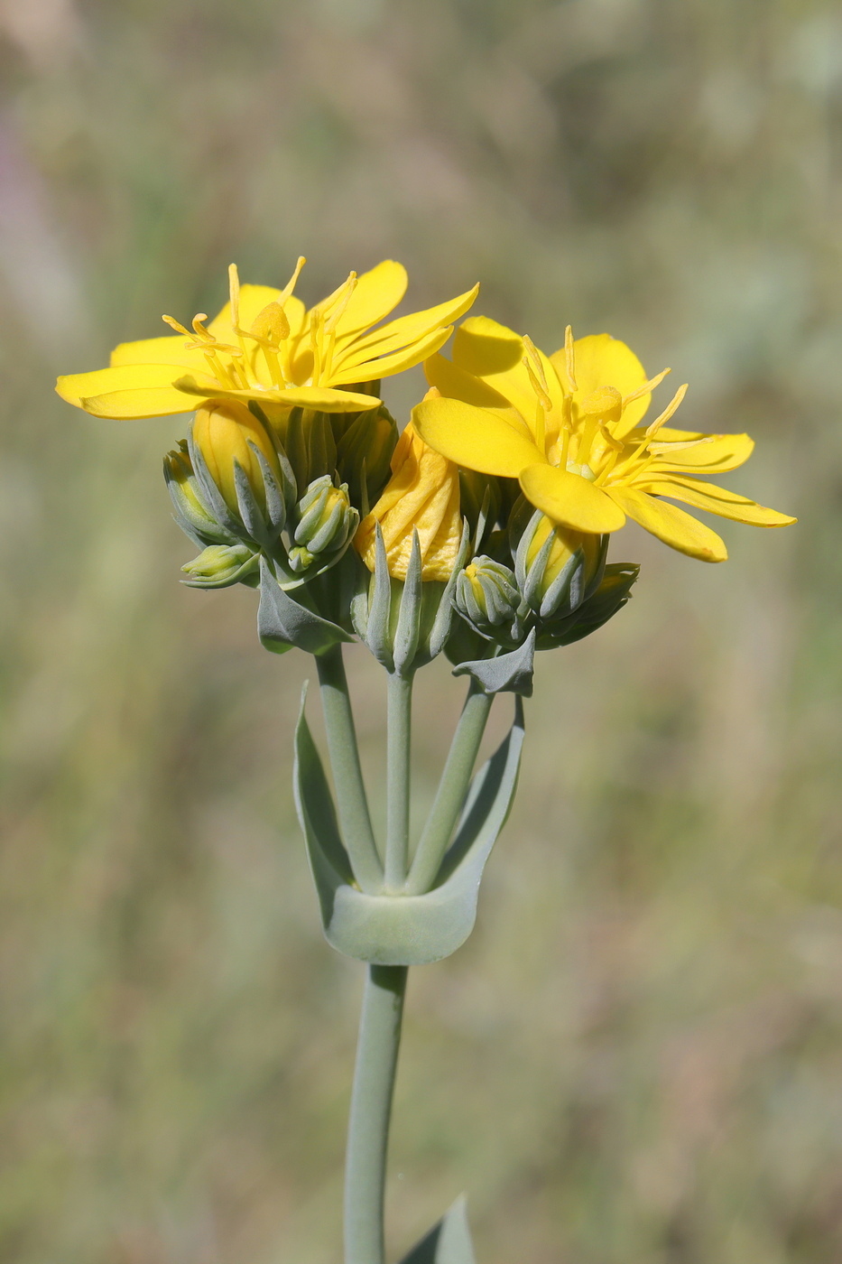 Image of Blackstonia perfoliata specimen.