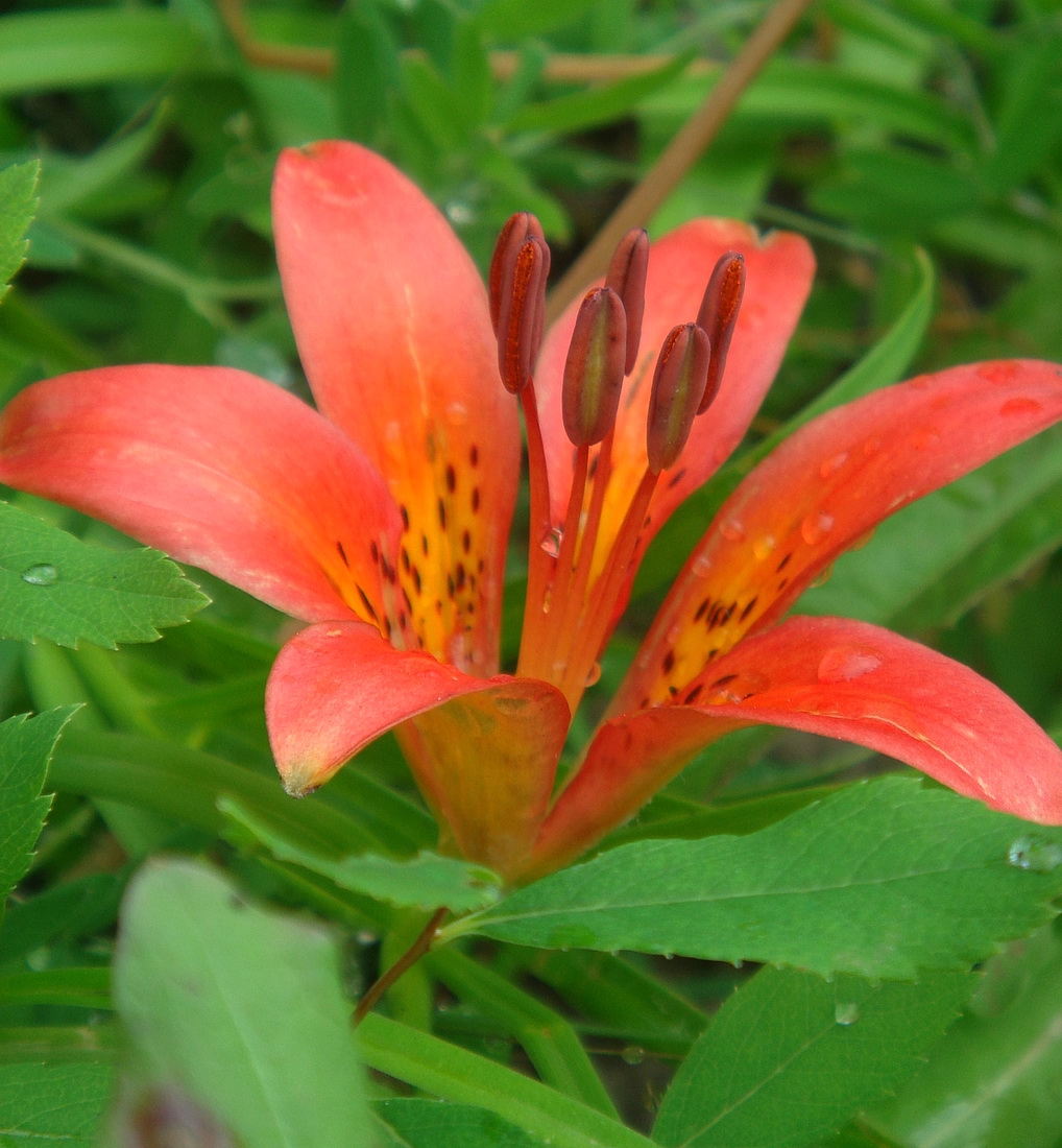 Image of genus Lilium specimen.