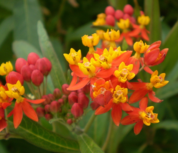 Изображение особи Asclepias curassavica.