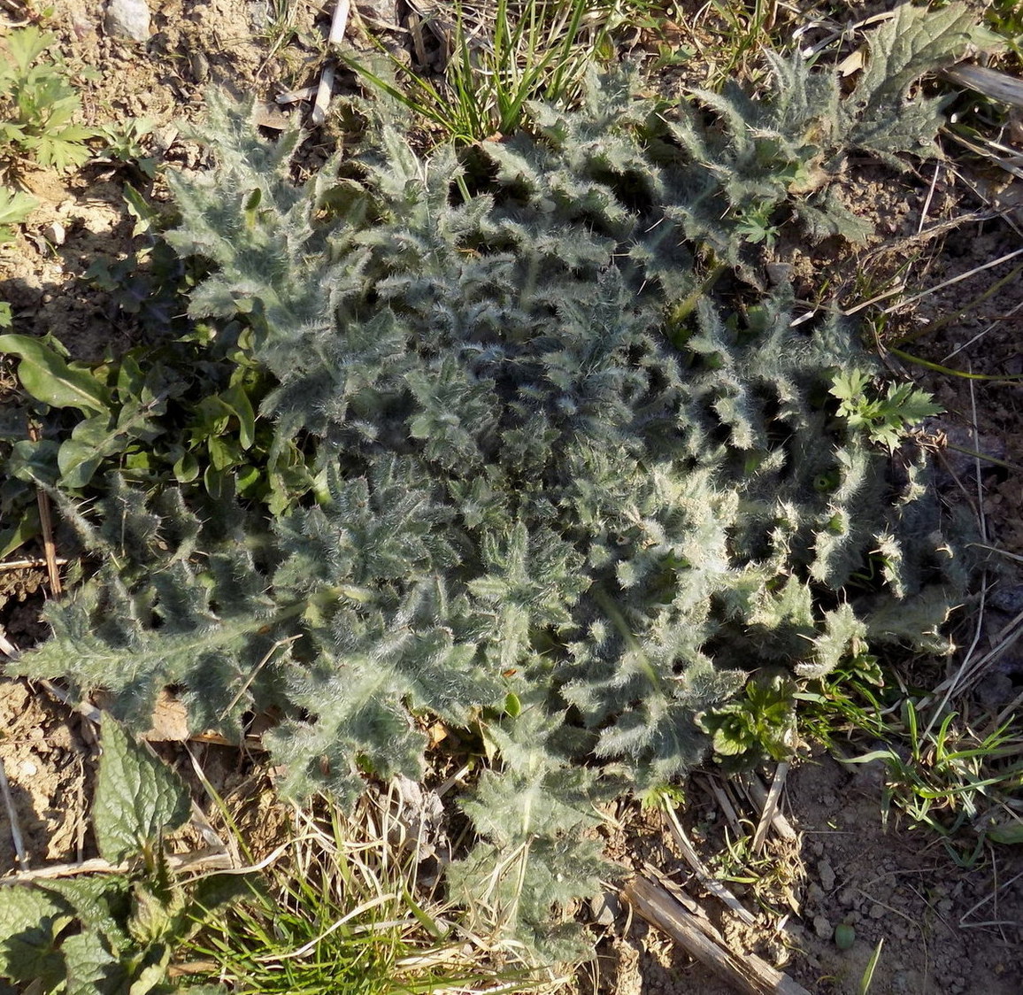 Изображение особи Cirsium vulgare.