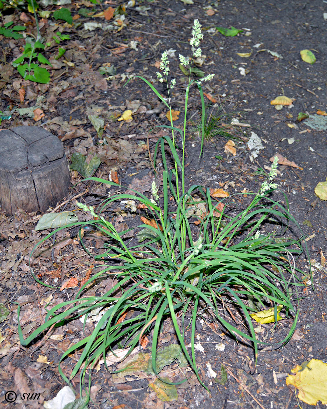 Изображение особи Dactylis glomerata.