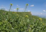 Camelina microcarpa. Верхушки побегов с соцветиями с цветками и завязавшимися плодами. Карачаево-Черкесия, Зеленчукский р-н, гора Джисса, ≈ 1600 м н.у.м., субальпийский луг. 14.06.2024.