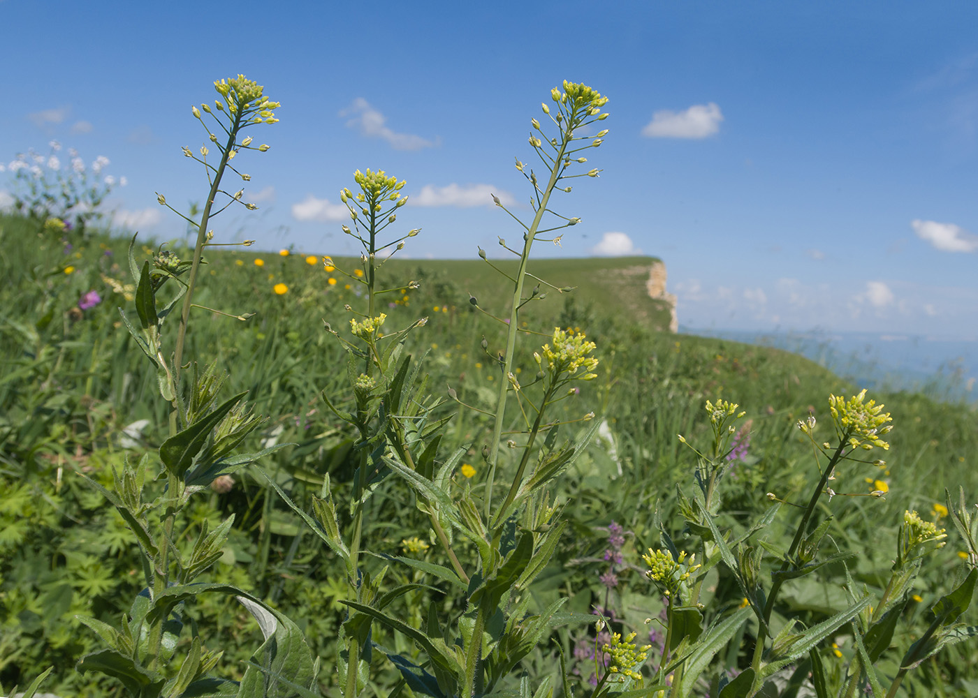 Image of Camelina microcarpa specimen.