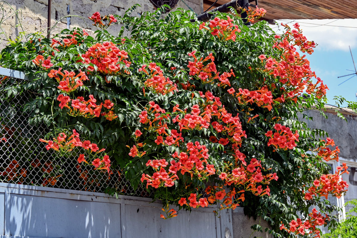 Image of Campsis radicans specimen.