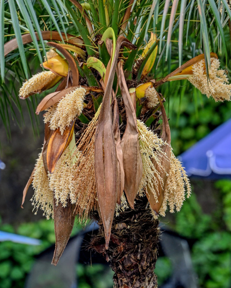 Image of Phoenix roebelenii specimen.