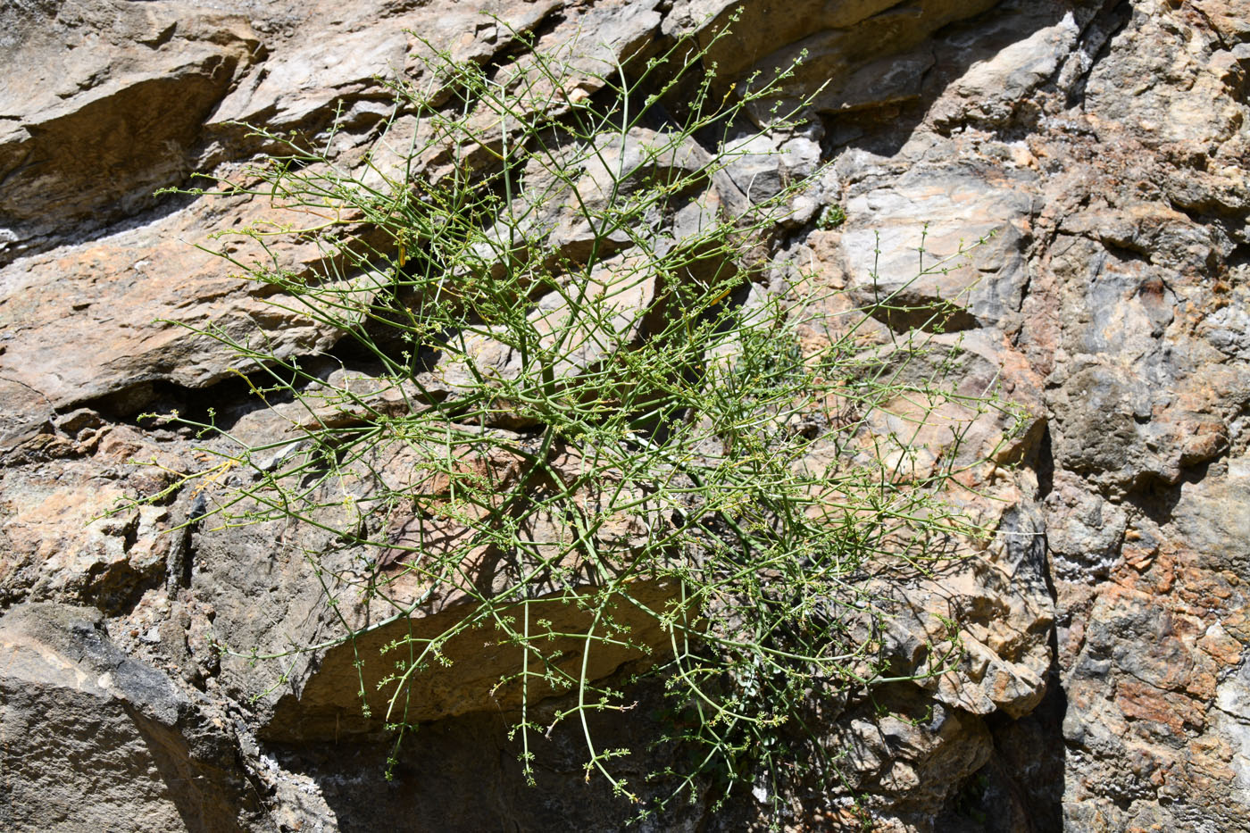 Изображение особи Ferula grigoriewii.