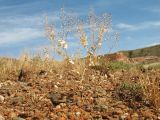 Lepidium perfoliatum. Плодоносящее растение. Восточный Казахстан, Зайсанская котловина, ур. Кеин-Кериш, пестроцветы. 2 июля 2024 г.