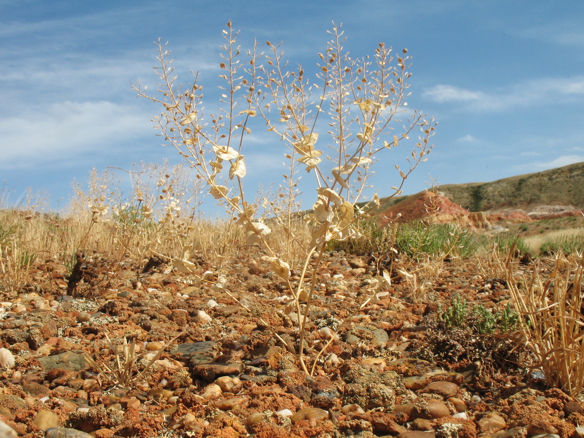 Изображение особи Lepidium perfoliatum.