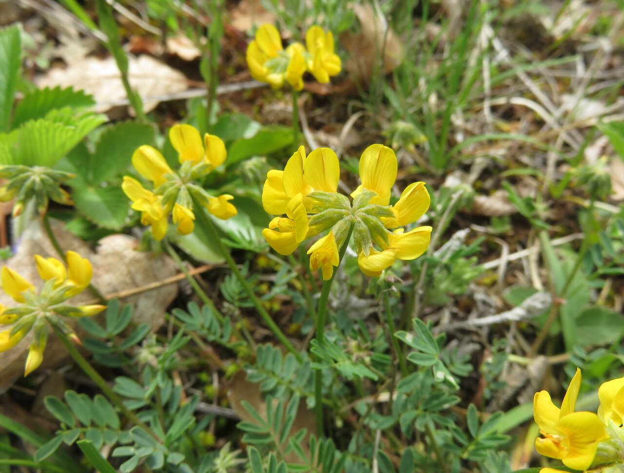 Изображение особи Hippocrepis comosa.