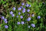 Campanula rotundifolia. Верхушки побегов с соцветиями. Красноярский край, гор. округ Норильск, пос. Снежногорск, побережье Усть-Хантайского водохранилища, подножие лугового склона. 27.07.2023.