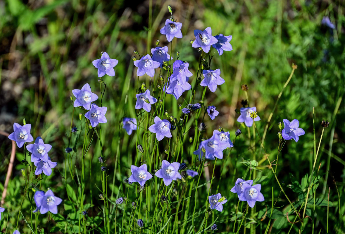 Image of Campanula rotundifolia specimen.