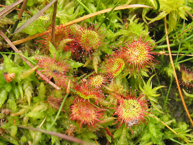 Image of Drosera rotundifolia specimen.