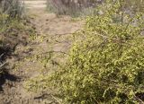 Artemisia campestris подвид glutinosa. Верхушки веточек с соцветиями. Испания, автономное сообщество Каталония, провинция Жирона, комарка Баш Эмпорда, муниципалитет Тороэлья-де-Монгри, окр. устья р. Тер, осушенный маршевый луг Платера (Platera) с наносами песка. 22.09.2024.