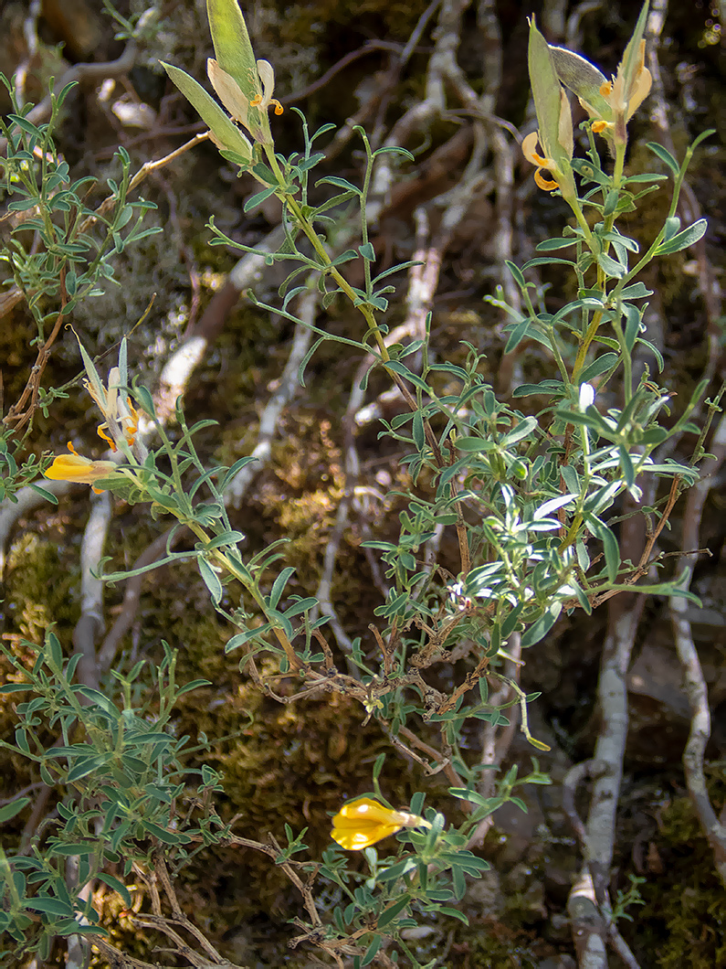 Image of familia Fabaceae specimen.