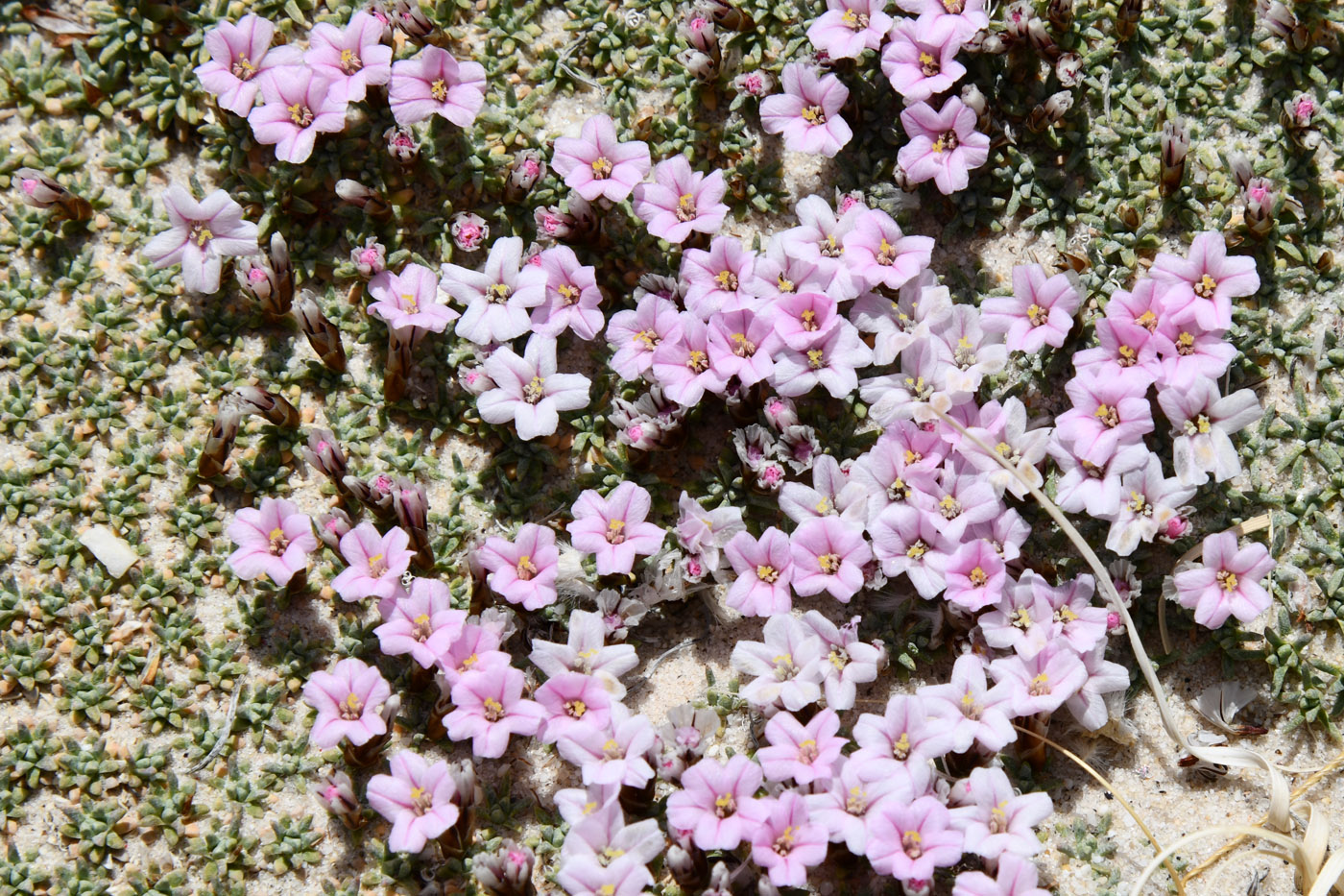 Image of Acantholimon diapensioides specimen.