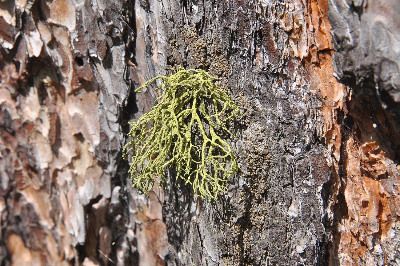 Image of division Ascomycota specimen.