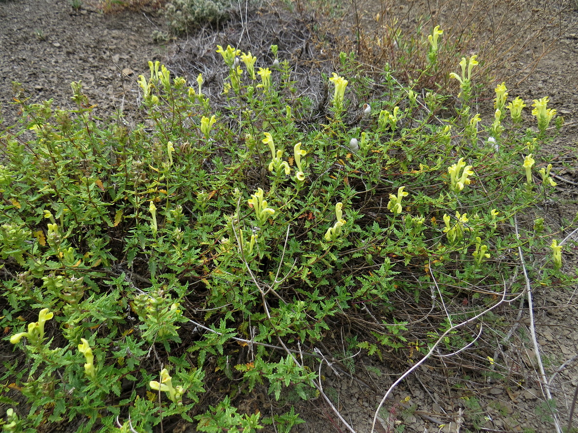 Image of genus Scutellaria specimen.