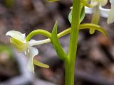 Platanthera chlorantha. Цветок. Крым, Южный Берег, окр. Ангарского перевала, просека под ЛЭП. 27.05.2024.