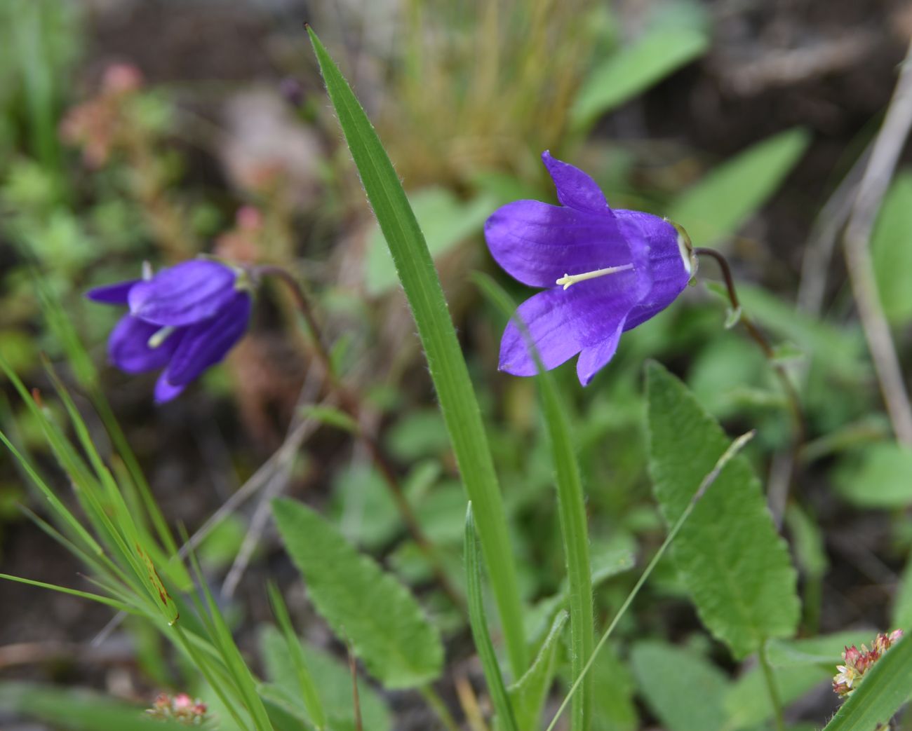 Image of Campanula saxifraga specimen.