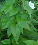 Calystegia sepium