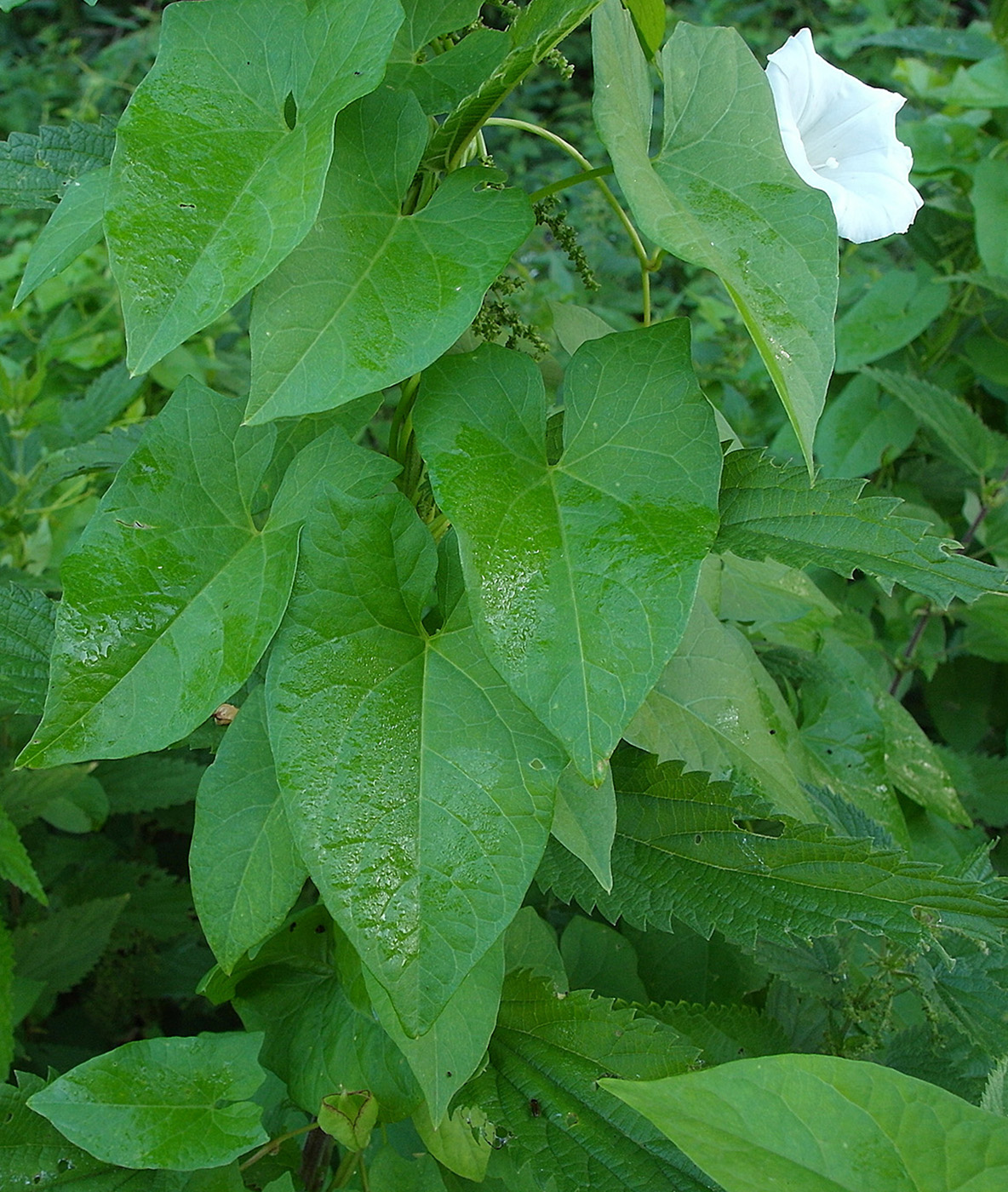 Изображение особи Calystegia sepium.