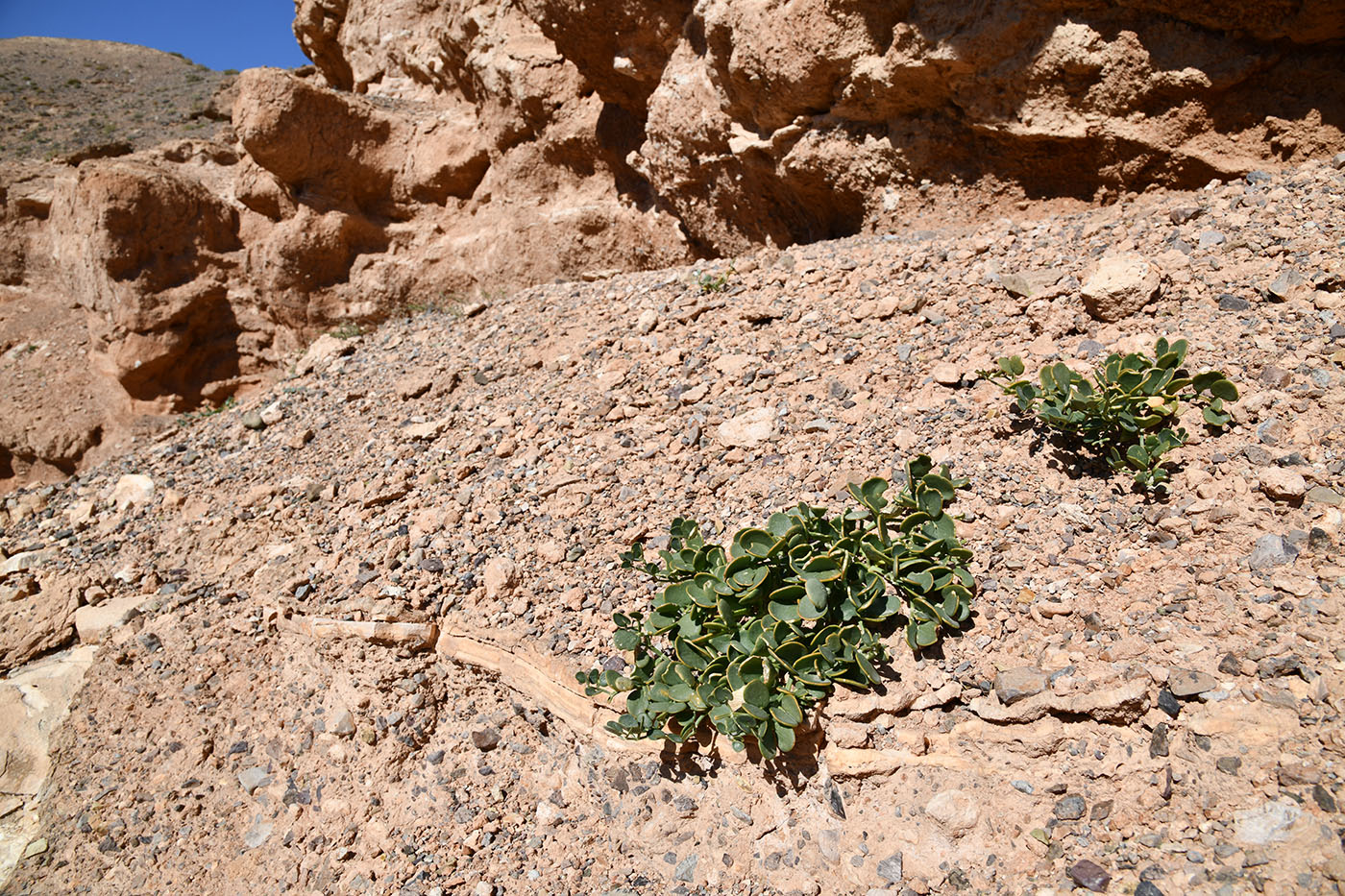 Image of genus Zygophyllum specimen.