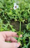 Sagittaria sagittifolia