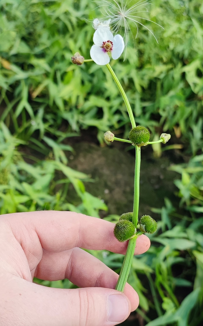 Изображение особи Sagittaria sagittifolia.
