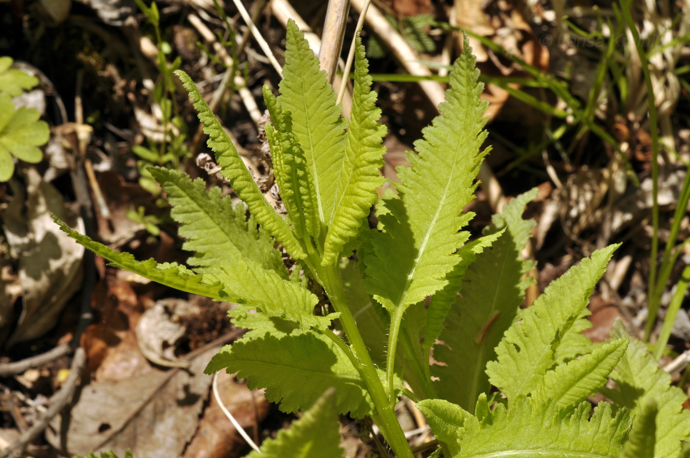 Image of Pedicularis resupinata specimen.