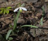 Galanthus nivalis