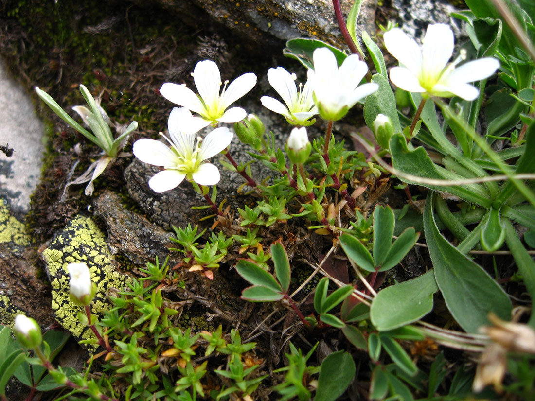 Image of Minuartia imbricata specimen.