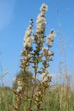 View full-size image Solidago virgaurea