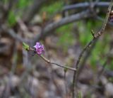 View full-size image Daphne mezereum