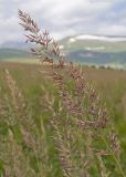 View full-size image genus Calamagrostis