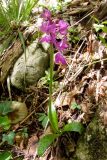 Orchis × penzigiana. Цветущее растение. Крым, Бельбекская долина. 14 мая 2008 г.