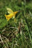 View full-size image Narcissus pseudonarcissus