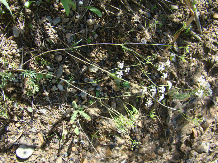 Image of Bunium sary-cheleki specimen.