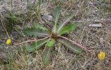 genus Taraxacum. Цветущее растение. Кольский п-ов, Восточный Мурман, пос. Дальние Зеленцы. 18.06.2011.