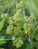 genus Alchemilla. Побеги с соцветиями. Кольский полуостров, Восточный Мурман, Дальние Зеленцы, высокий берег в куту бухты Оскара. 13.07.2011.